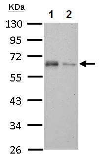 Western blot - Anti-TAB1 antibody (AB151408)