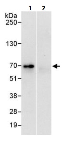 Immunoprecipitation - Anti-TAB1 antibody (AB245586), expandable thumbnail
