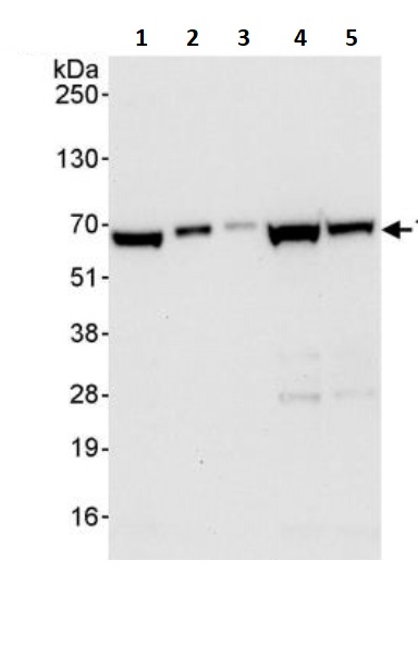 Western blot - Anti-TAB1 antibody (AB245586), expandable thumbnail