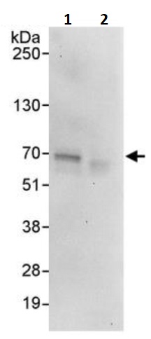 Immunoprecipitation - Anti-TAB1 antibody (AB245587), expandable thumbnail