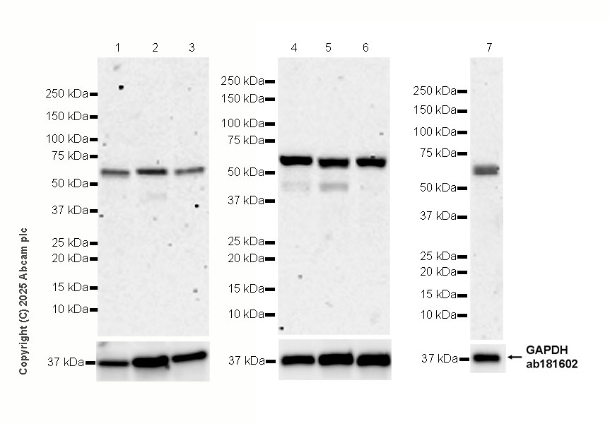 Western blot - Anti-TAB1 antibody [EPR29000-94] (AB324014), expandable thumbnail