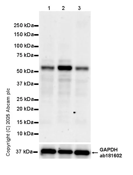 Western blot - Anti-TAB1 antibody [EPR29000-94] (AB324014)