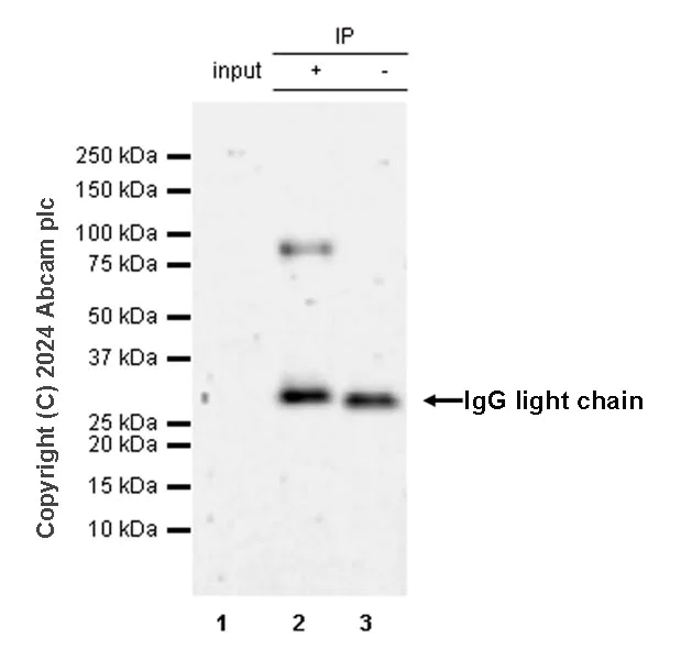 Immunoprecipitation - Anti-TAB2 antibody [EPR19670-161] (AB317602)