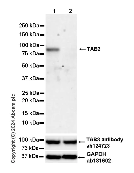 Western blot - Anti-TAB2 antibody [EPR19670-161] (AB317602)