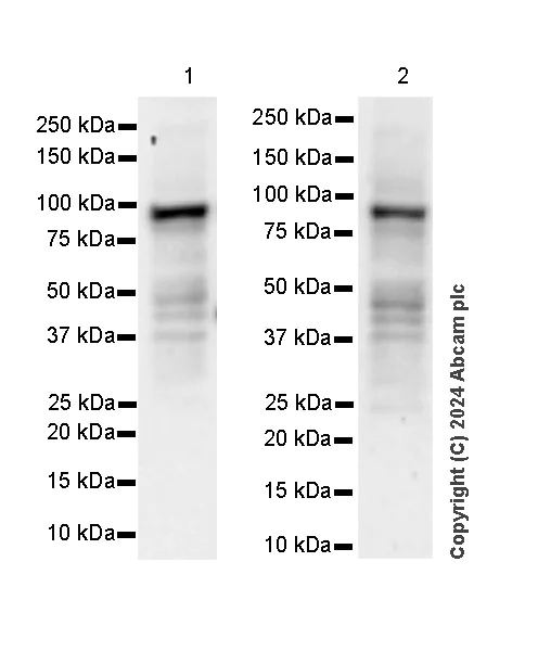 Western blot - Anti-TAB2 antibody [EPR19670-161] (AB317602)