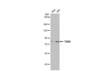 Western blot - Anti-TAB2 antibody [HL1712] - BSA and Azide free (AB313864), expandable thumbnail