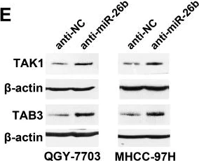 Western blot - Anti-TAB3 antibody (AB85655)