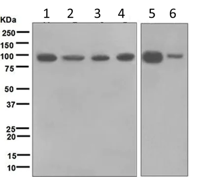 Western blot - Anti-TAB3 antibody [EPR5965] - BSA and Azide free (AB247981)
