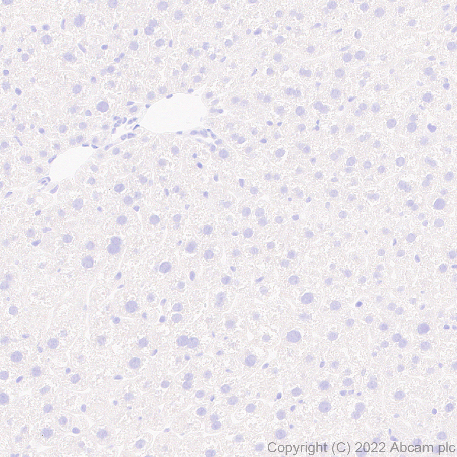 Immunohistochemistry - Anti-TAC1 antibody [EPR26567-18-1-3] - BSA and Azide free (ab307139), expandable thumbnail