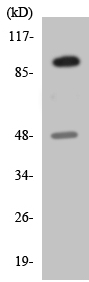 Western blot - Anti-TACC3 antibody (AB138262)