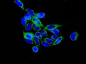 Immunocytochemistry/ Immunofluorescence - Anti-TACC3 antibody [EPR7756] (AB134154)