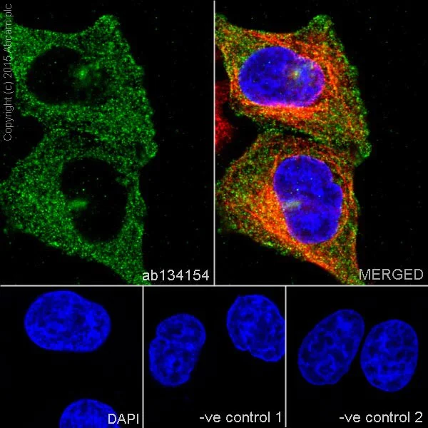 Immunocytochemistry/ Immunofluorescence - Anti-TACC3 antibody [EPR7756] - BSA and Azide free (AB224525)