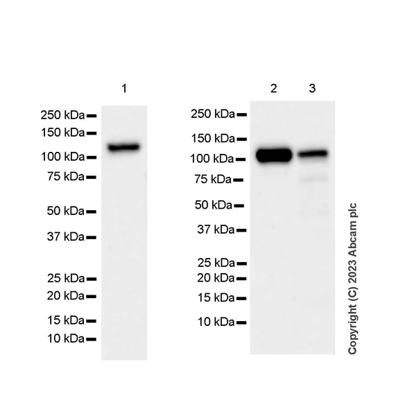 Western blot - Anti-TACC3 antibody [EPR7756] - BSA and Azide free (AB224525)