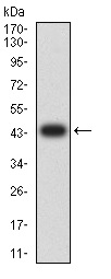 Western blot - Anti-TACI antibody [3H4A4] (AB233774), expandable thumbnail
