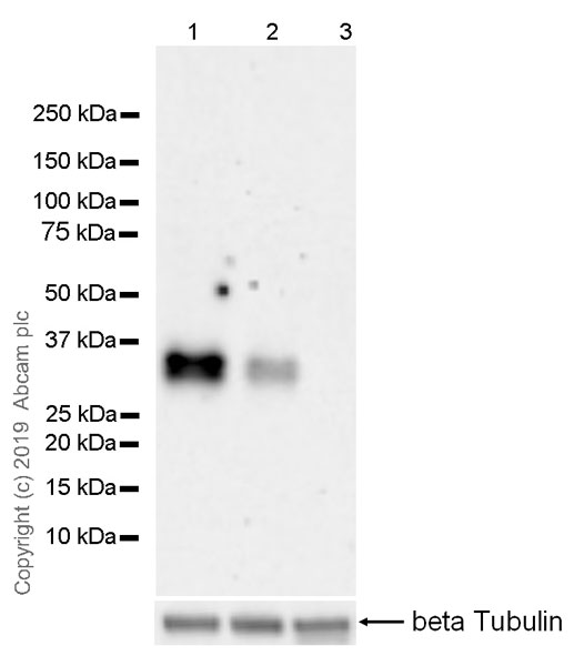 Western blot - Anti-TACI antibody [EPR23045-153] (AB239370), expandable thumbnail