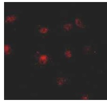 Immunocytochemistry/ Immunofluorescence - Anti-TAF1 antibody (AB188427)