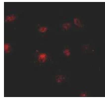 Immunocytochemistry/ Immunofluorescence - Anti-TAF1 antibody (AB188427)