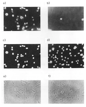 Immunocytochemistry/ Immunofluorescence - Anti-TAF1 antibody (AB188427)
