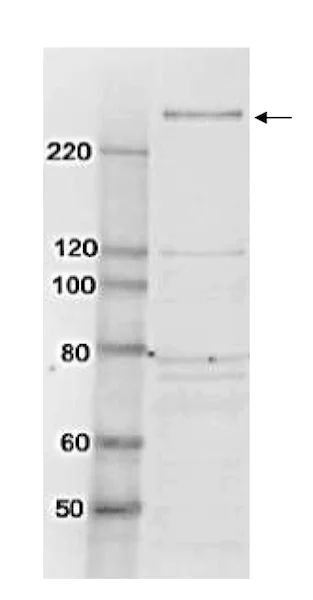 Western blot - Anti-TAF1 antibody (AB188427)