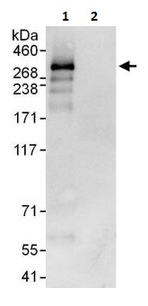 Immunoprecipitation - Anti-TAF1 antibody (AB264327)