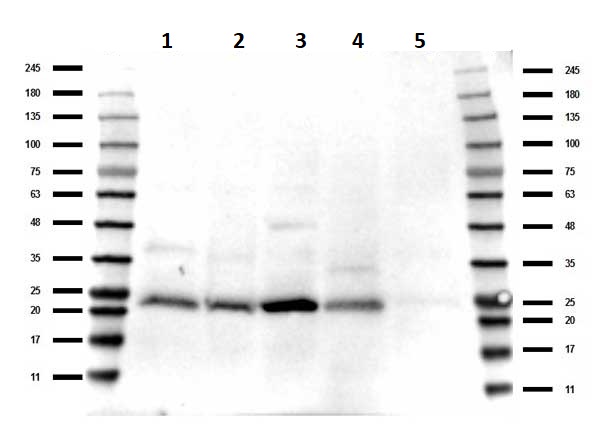 Western blot - Anti-TAF10 antibody (AB263967)