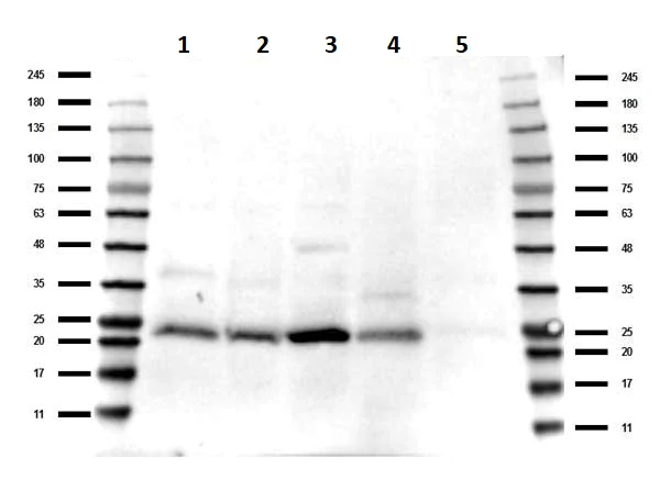 Western blot - Anti-TAF10 antibody (AB263967)
