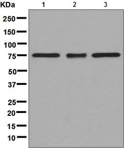 Western blot - Anti-TAF15 antibody [EPR9196(B)] (AB133760)
