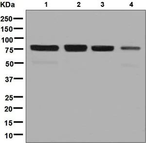Western blot - Anti-TAF15 antibody [EPR9197(B)] (AB134916)