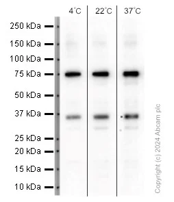 Western blot - Anti-TAF15 antibody [EPR9197(B)] (AB134916)