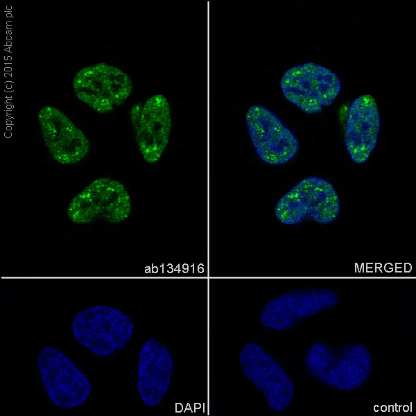 Immunocytochemistry/ Immunofluorescence - Anti-TAF15 antibody [EPR9197(B)] - BSA and Azide free (AB235079)