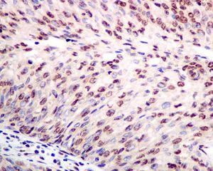 Immunohistochemistry (Formalin/PFA-fixed paraffin-embedded sections) - Anti-TAF15 antibody [EPR9197(B)] - BSA and Azide free (AB235079)