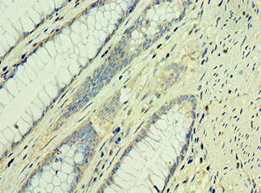 Immunohistochemistry (Formalin/PFA-fixed paraffin-embedded sections) - Anti-TAF1B antibody (AB238759)