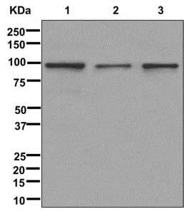 Western blot - Anti-TAF1C antibody [EPR11298] - BSA and Azide free (AB250064)