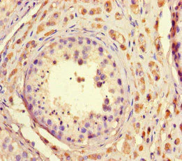 Immunohistochemistry (Formalin/PFA-fixed paraffin-embedded sections) - Anti-TAF2 antibody (AB234722)