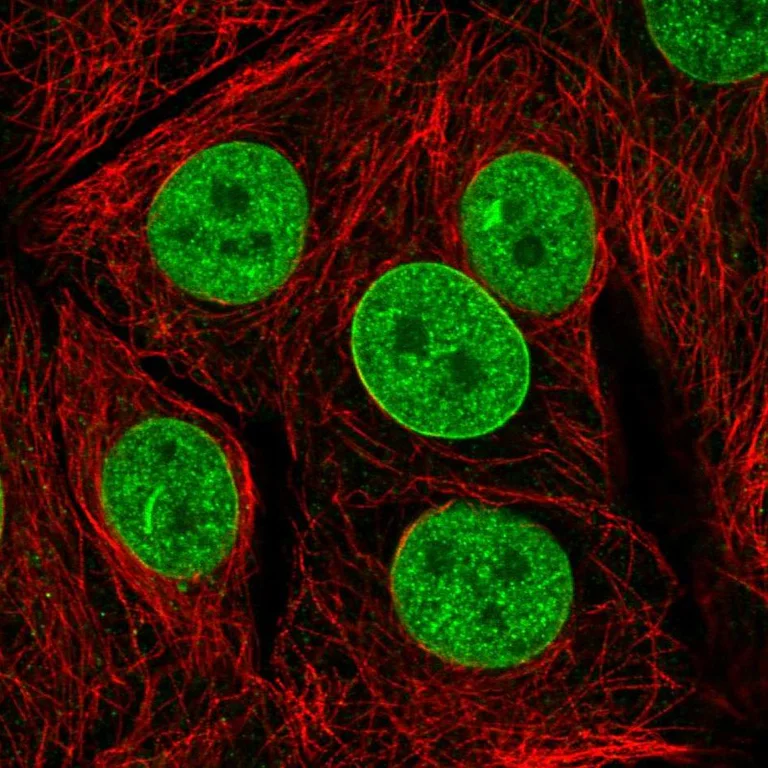 Immunocytochemistry/ Immunofluorescence - Anti-TAF3 Antibody (AB327265)