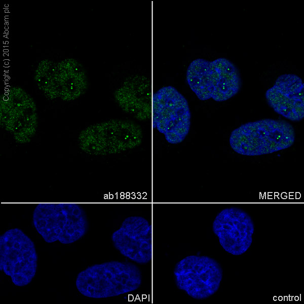 Immunocytochemistry/ Immunofluorescence - Anti-TAF3 antibody [EPR15598] (AB188332), expandable thumbnail