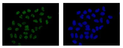 Immunocytochemistry/ Immunofluorescence - Anti-TAF3 antibody [EPR15598] (AB188332)