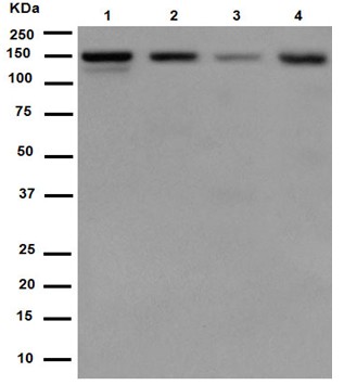 Western blot - Anti-TAF3 antibody [EPR15598] (AB188332), expandable thumbnail
