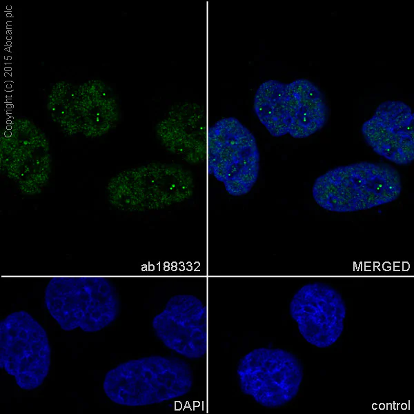 Immunocytochemistry/ Immunofluorescence - Anti-TAF3 antibody [EPR15598] - BSA and Azide free (AB215824)