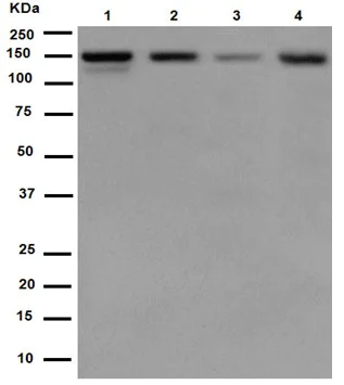 Western blot - Anti-TAF3 antibody [EPR15598] - BSA and Azide free (AB215824)