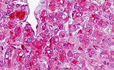 Immunohistochemistry (Formalin/PFA-fixed paraffin-embedded sections) - Anti-TAF4B antibody - C-terminal (AB189428)
