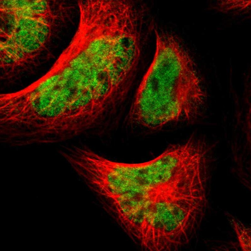 Immunocytochemistry/ Immunofluorescence - Anti-TAF5 antibody (AB251684)