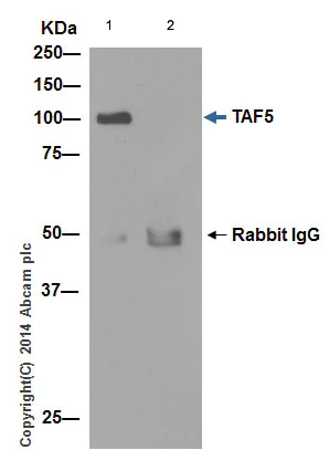Immunoprecipitation - Anti-TAF5 antibody [EPR15433] - BSA and Azide free (AB251201)