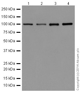 Western blot - Anti-TAF5 antibody [EPR15433] - C-terminal (AB195236), expandable thumbnail