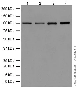 Western blot - Anti-TAF5 antibody [EPR15433] - C-terminal (AB195236)
