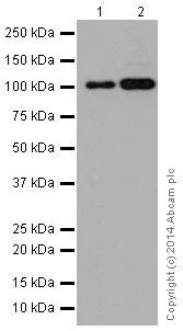 Western blot - Anti-TAF5 antibody [EPR15433] - C-terminal (AB195236)