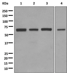 Western blot - Anti-TAF5L antibody [EPR11445] (AB172621)