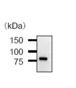 Immunoprecipitation - Anti-TAF6 antibody [585D4a] (AB51026)