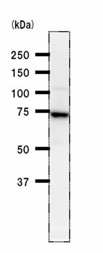 Western blot - Anti-TAF6 antibody [585D4a] (AB51026)