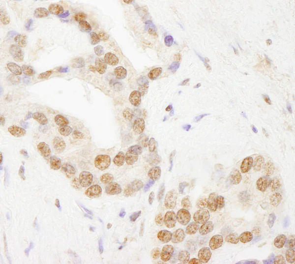 Immunohistochemistry (Formalin/PFA-fixed paraffin-embedded sections) - Anti-TAF6 antibody (AB76922)